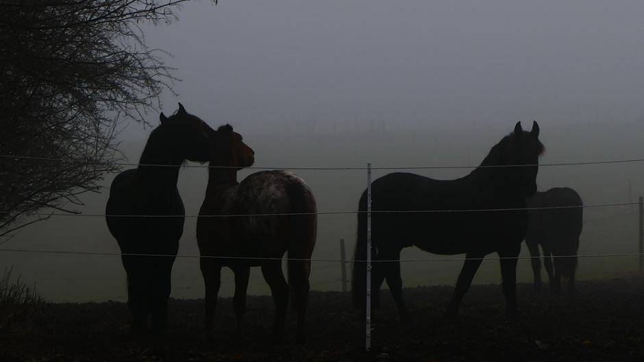 Pferde im Nebel - am Morgen im Bergischen Land, hier zwischen Vohwinkel und...