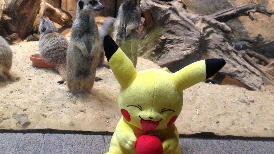 Der Zoo und die Pokémons