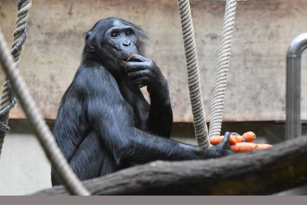 Bonobo Bili: "Positive Anzeichen zu erkennen"