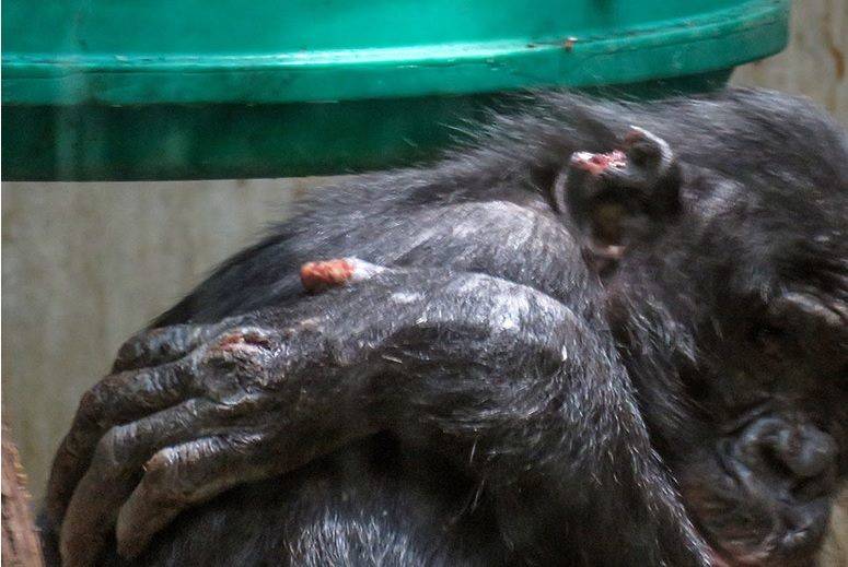 Sonntag: Demo vor dem Grünen Zoo