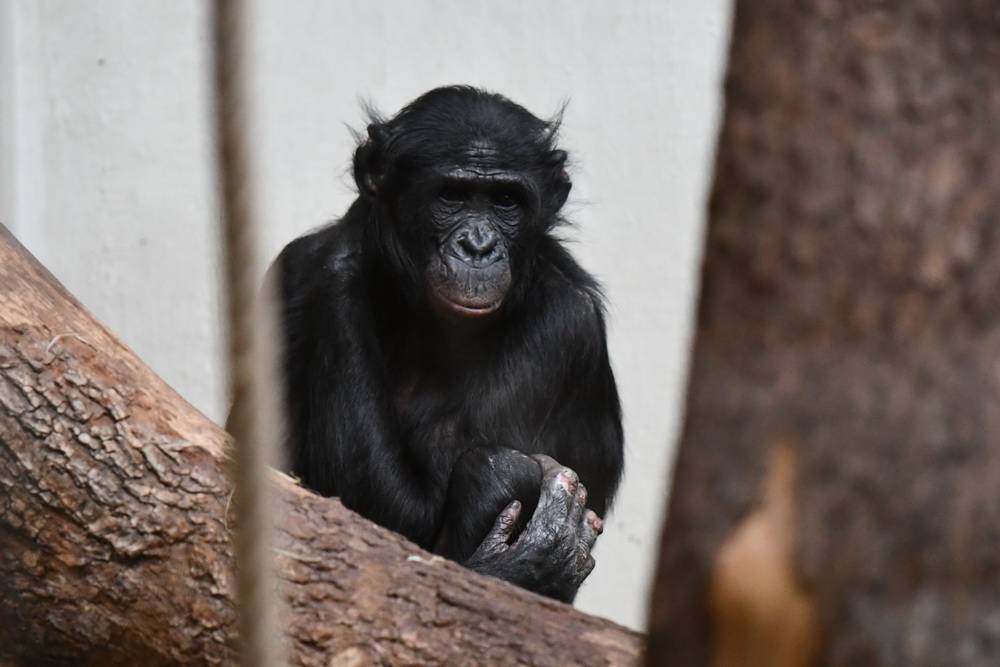 Diskussion über Bonobo: "Mangel an Sachkenntnis"