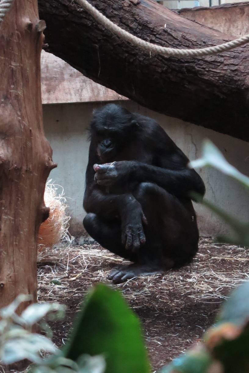 Zoo: Höhen und Tiefen bei Bili