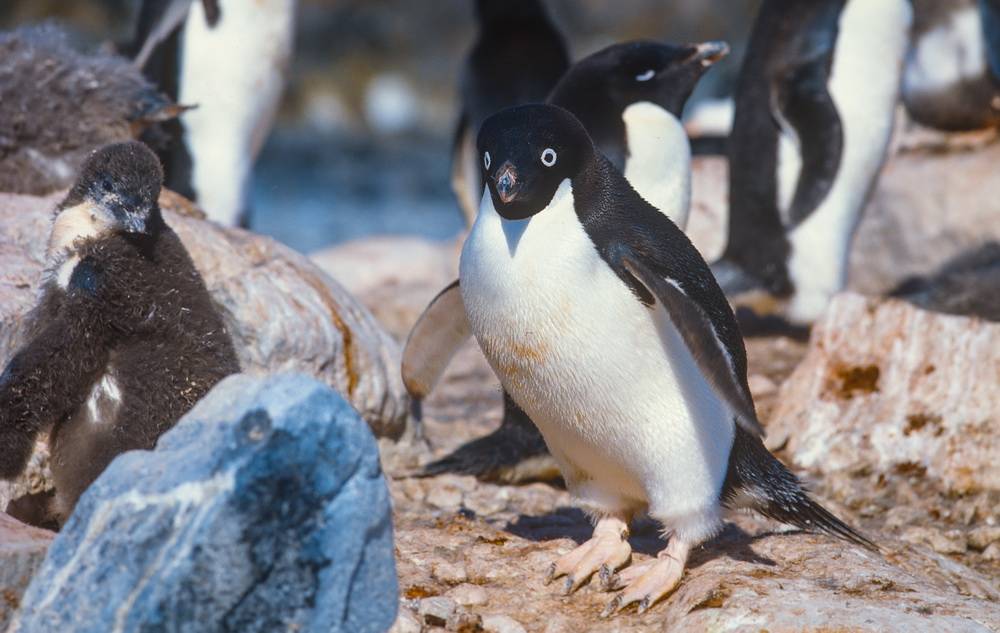Ein erfolgreiches Pinguin-Leben
