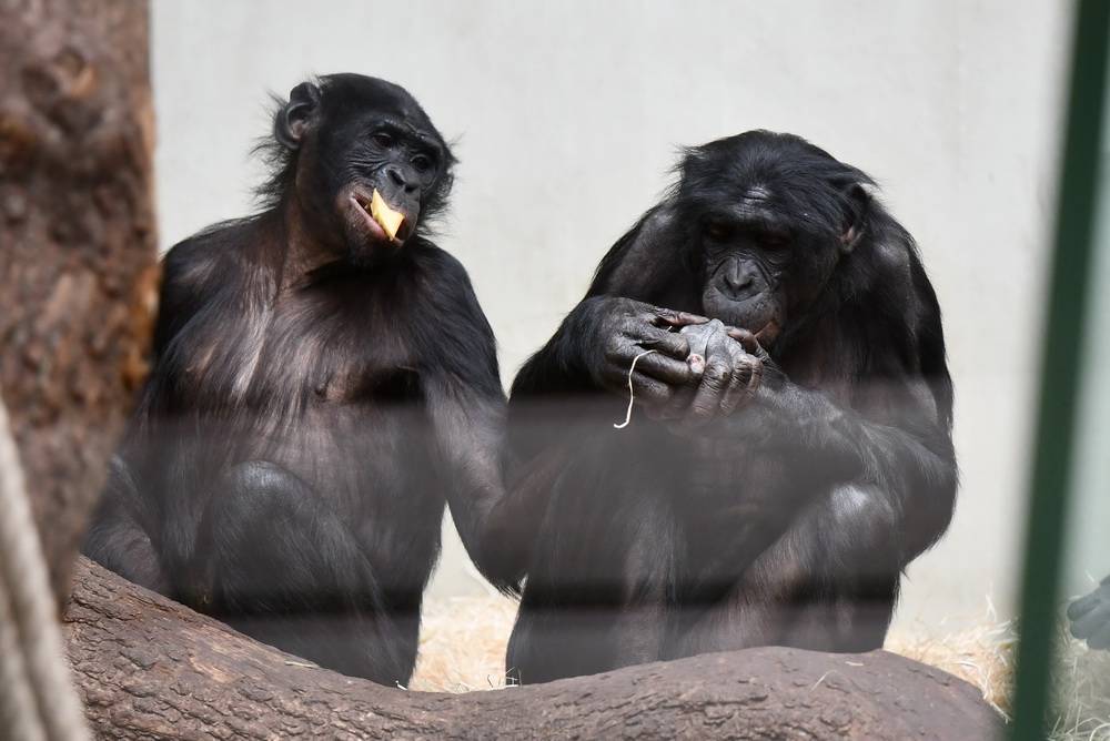 Grüner Zoo: Bonobo Bili wird aktiv