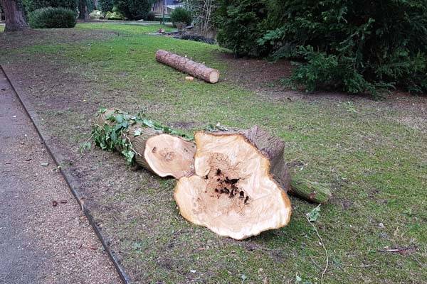 Baumfällungen auf Elberfelder Friedhöfen
