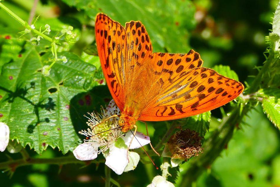 Ab 1. März muss die Heckenschere ruhen