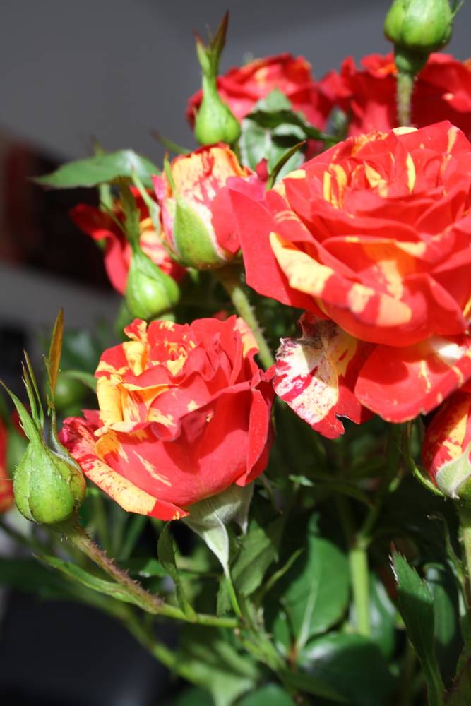 Faire Rosen und Musik