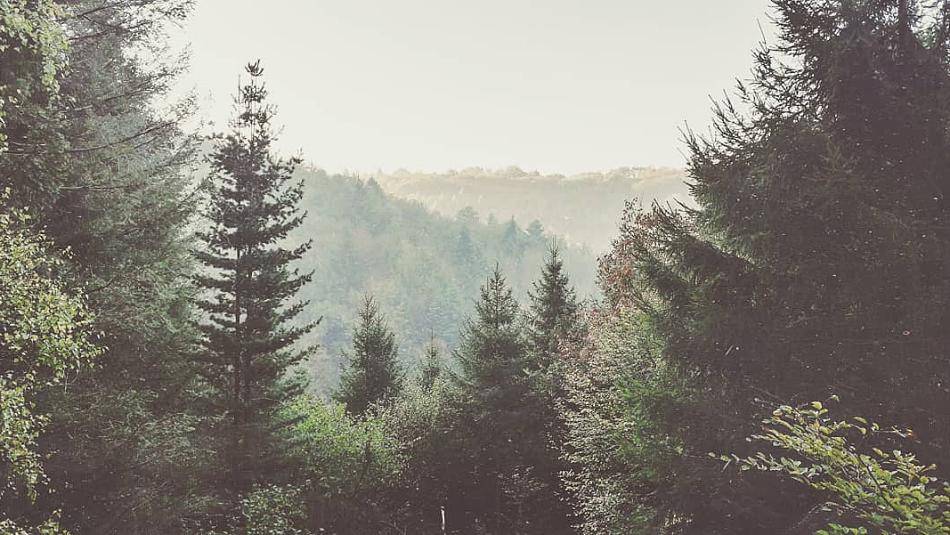 Pflege der Wälder wird wieder aufgenommen