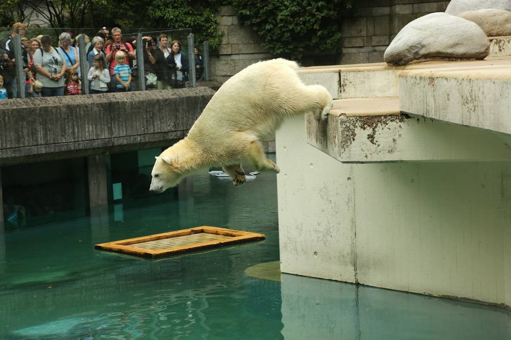 Zoo trennt sich von Eisbären
