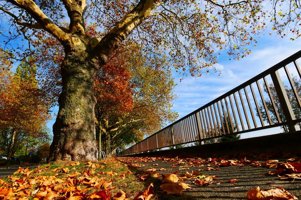  Leise rieseln ... die Blätter. 