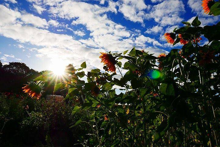  Besonders die Sonnenblumen freut das trockene und heiße Wetter.  