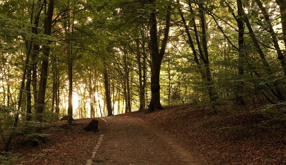  Warum findet man im Wald keine Tannenzapfen auf dem Boden? Das lernen die Grundschulkinder in der kommenden Woche.  