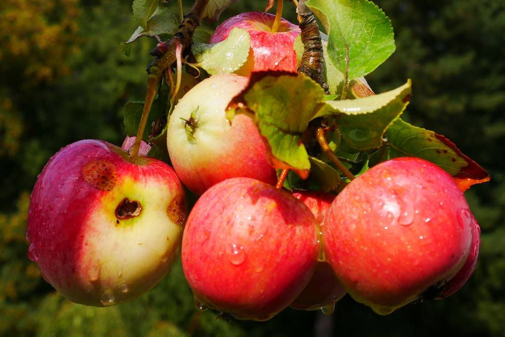  Die Landwirtschaft der Zukunft soll biologisch, aber dennoch ökonomisch sein. 