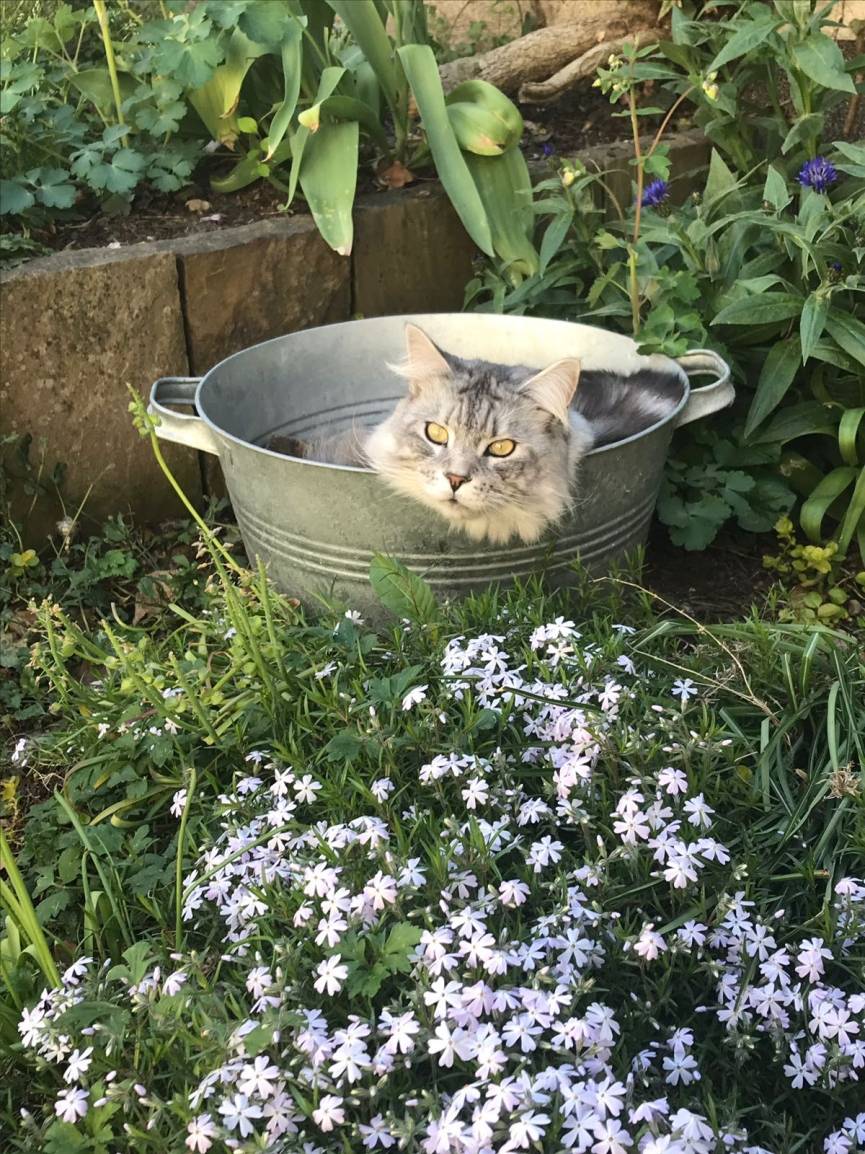 Wer hat die coolste Katze?