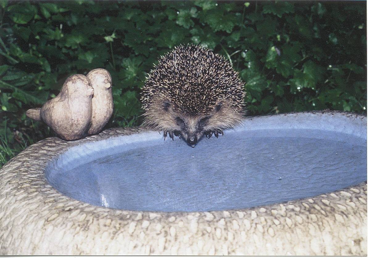  Igel haben zurzeit viel Durst: Flache Wasserschalen im Garten können ihnen helfen. 