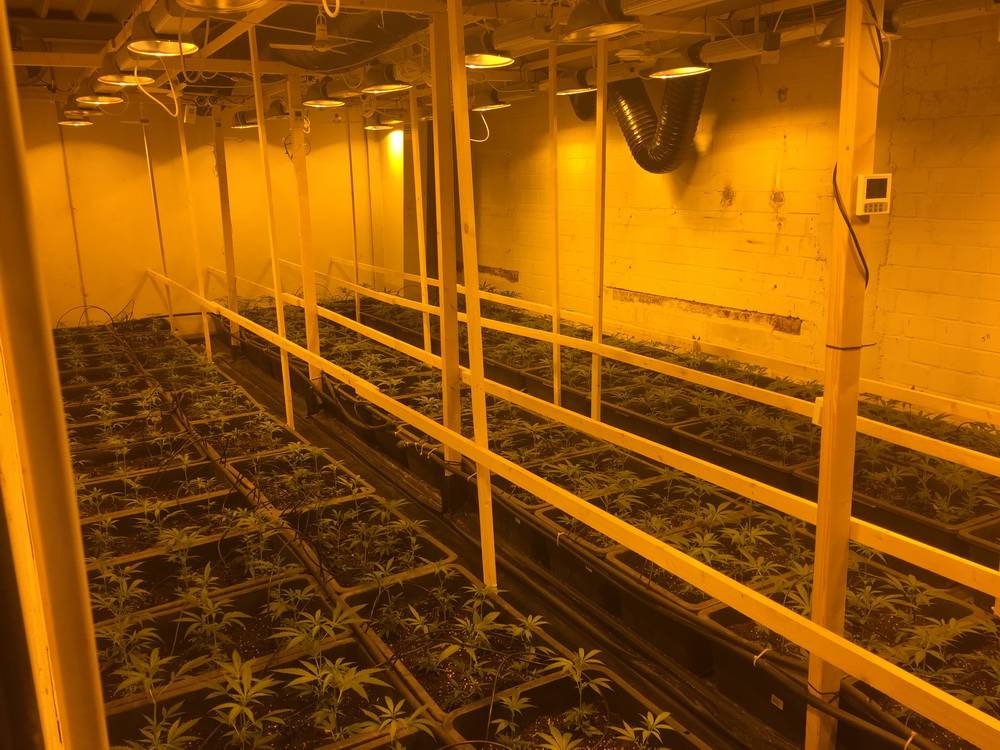  Blick in die ausgehobene Marihuana-Plantage. 