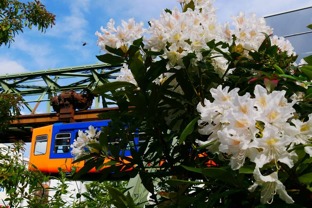 Mehr als 31.000 Sommerblumen