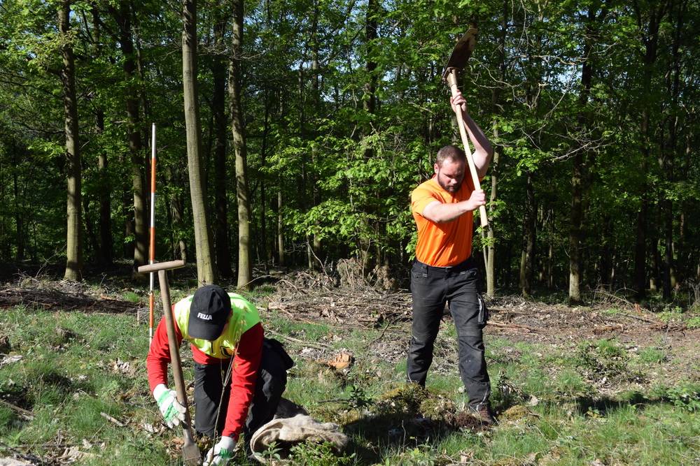 Neue Bäume für die Wuppertaler Stadtwälder