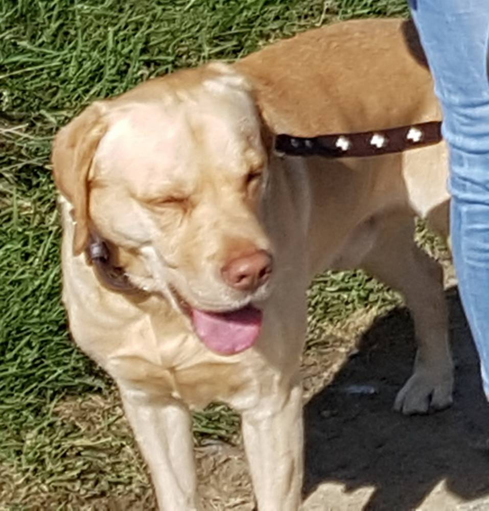  Dieses Foto schoss Susanne B. von dem Hund. Zu diesem Zeitpunkt hatte er ihr schon eine tiefe Fleischwunde zugefügt. 