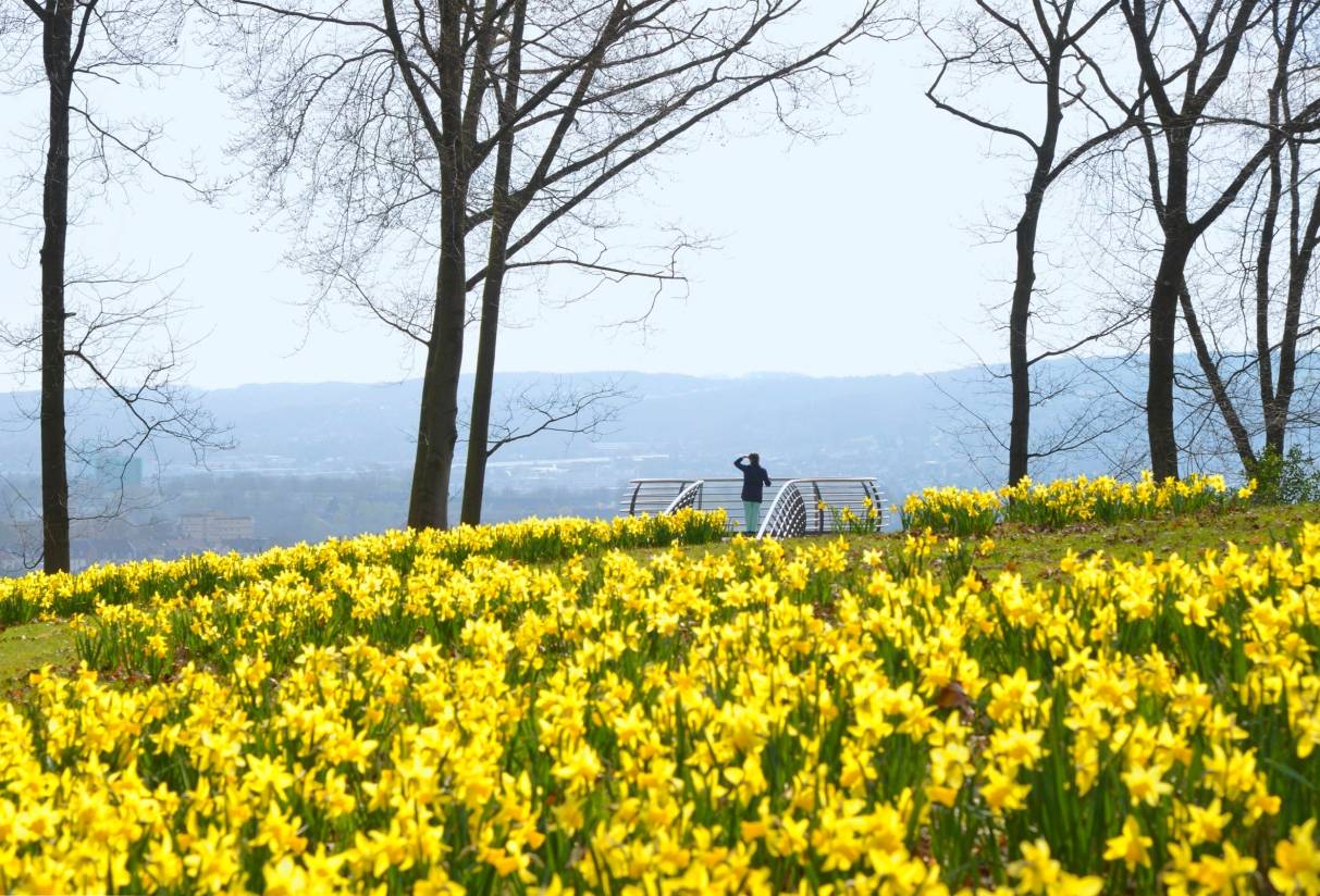 Nordpark empfängt Besucher mit Blütenpracht