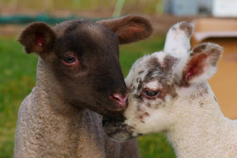 Zwei schmusende Osterlämmer ...