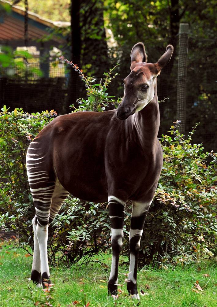 Okapi auf „Hochzeitsreise“