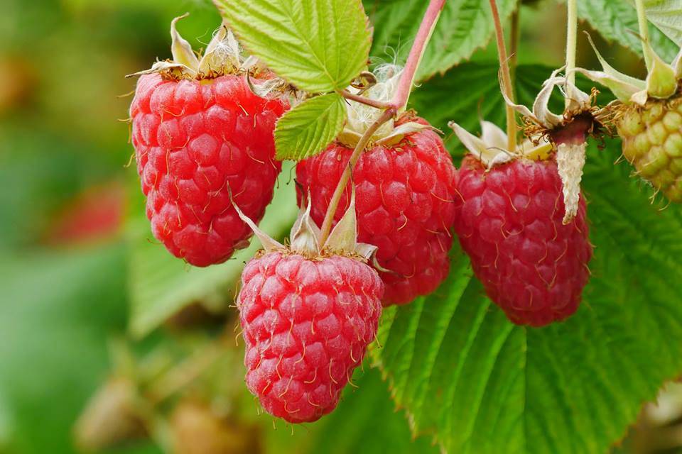 Wechsel zwischen Trockenheit und regionalem Starkregen