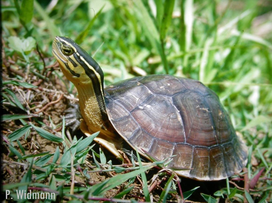 Zoo unterstützt Schutz der Scharnierschildkröte