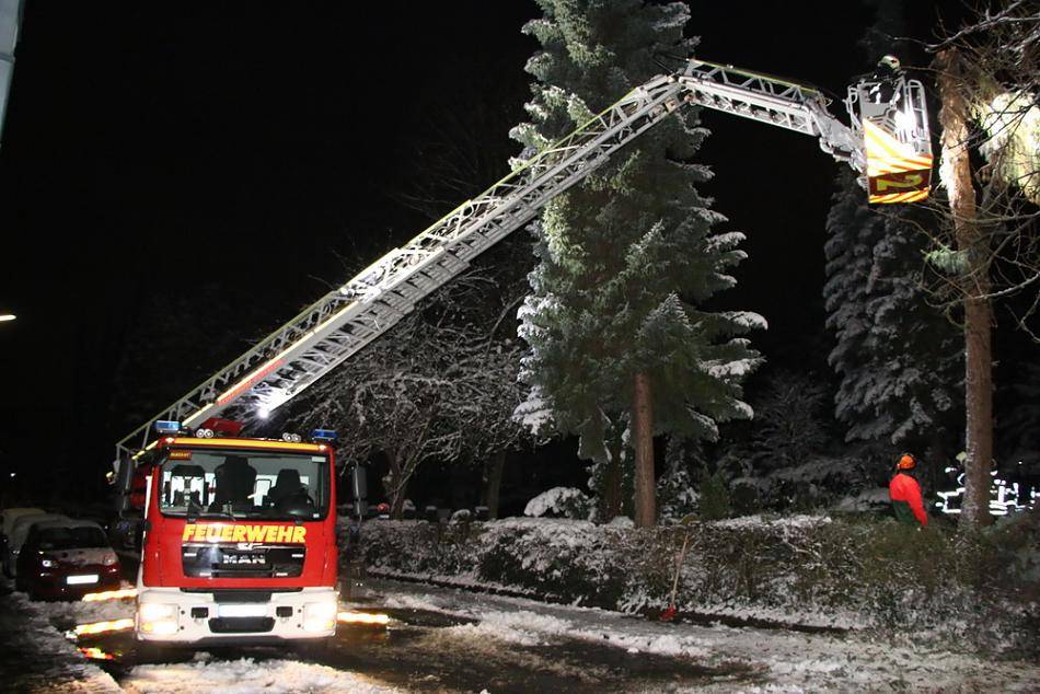 Entfernung von Bäumen