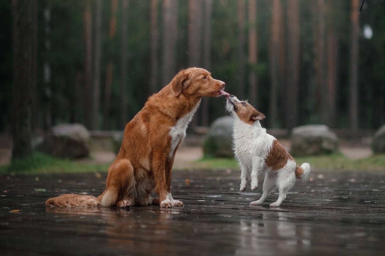 Freund fürs Leben: Liebe auf vier Pfoten — wie Hunde das Leben bereichern