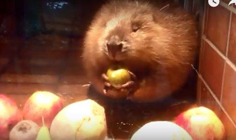  Pünktlich zum neuen Jahr leben die Biber den Livestyle, den wir uns seit Jahren vornehmen. 