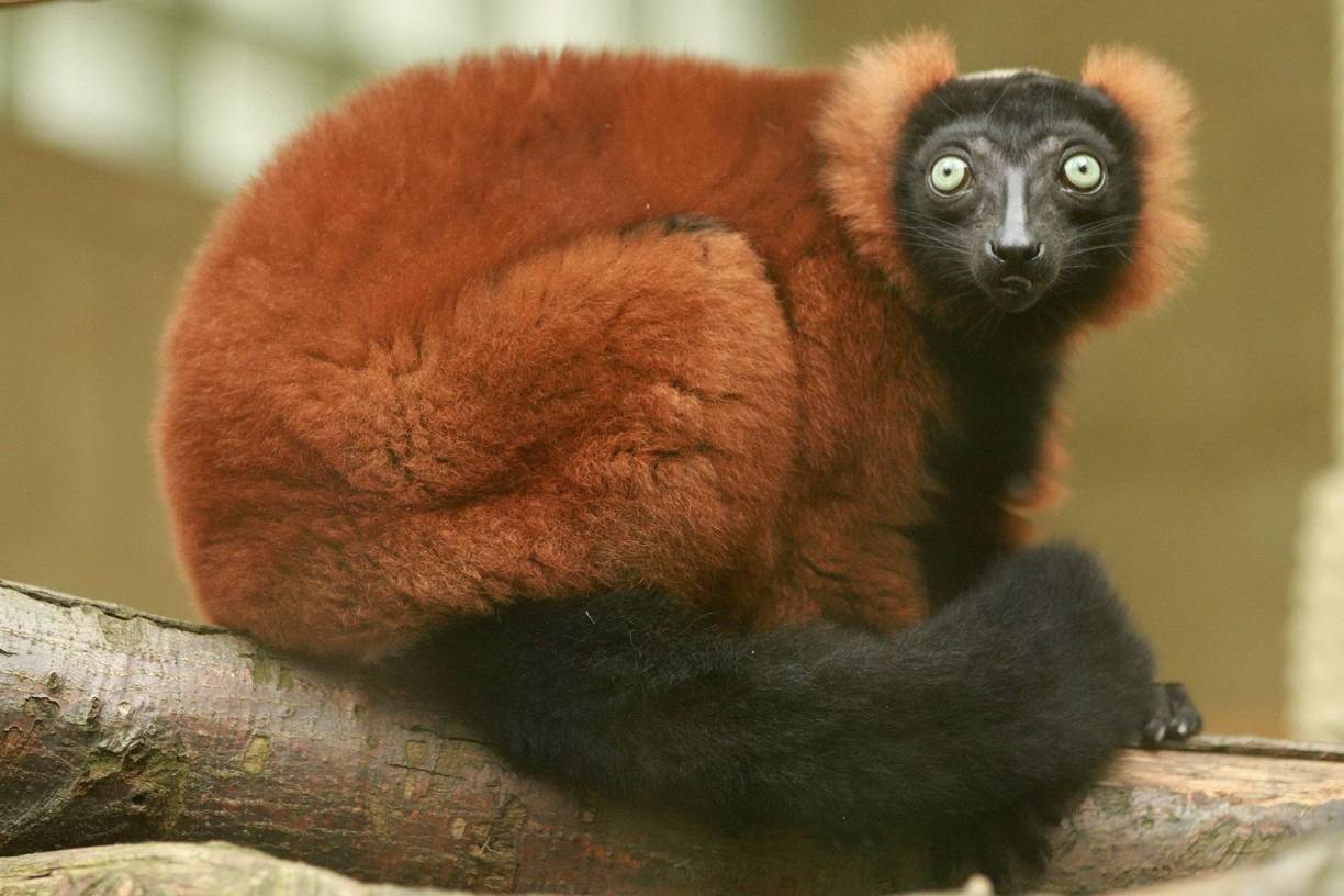  Bevor es für das Tier jedoch nach Madagaskar geht, steht noch ein Zwischenstopp in Paris an. 