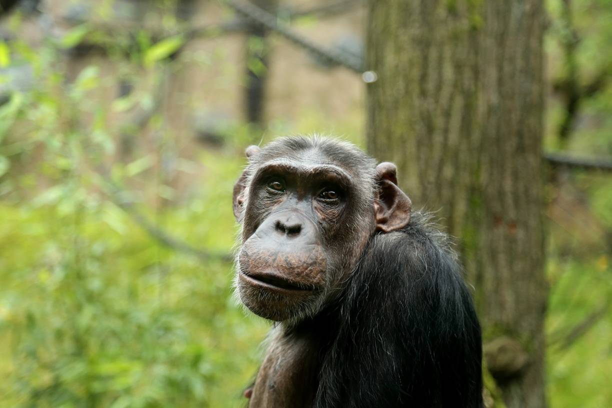 Schimpansen könnten Zoo verlassen