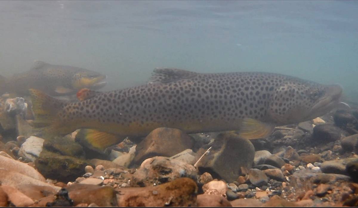  Eine Meer- bzw. Bachforelle. 