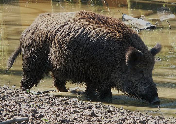  Ein Wildschwein (Symbolfoto). 