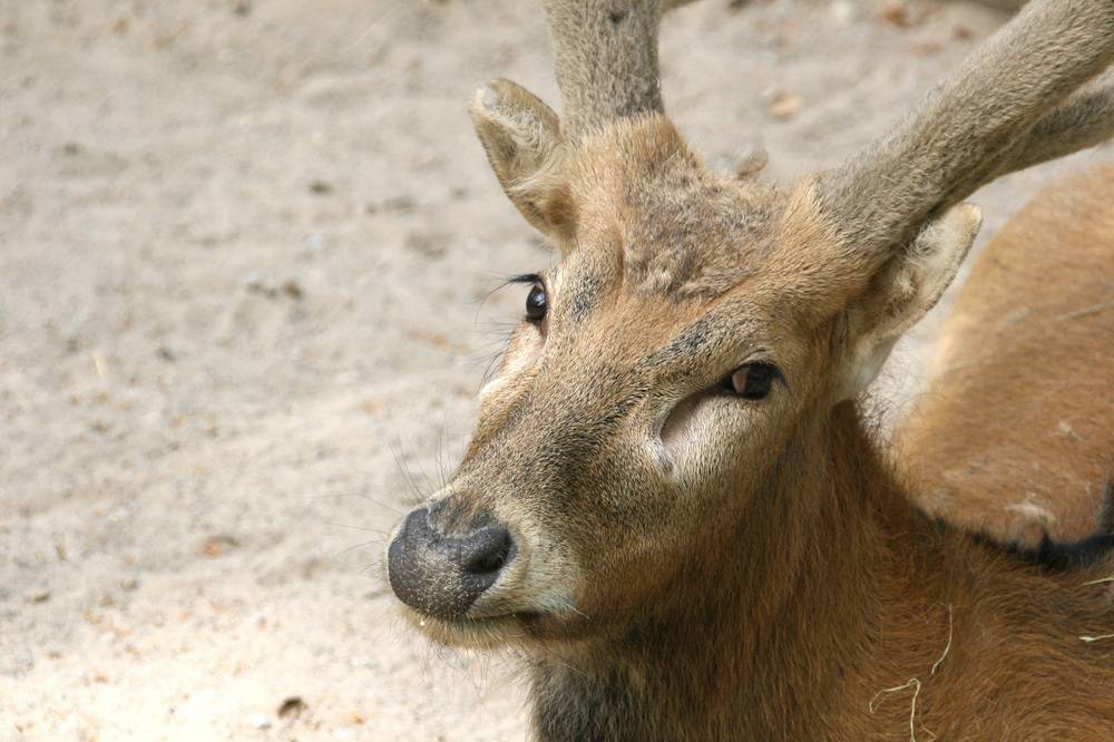 Milus und Bartaffen sind umgezogen