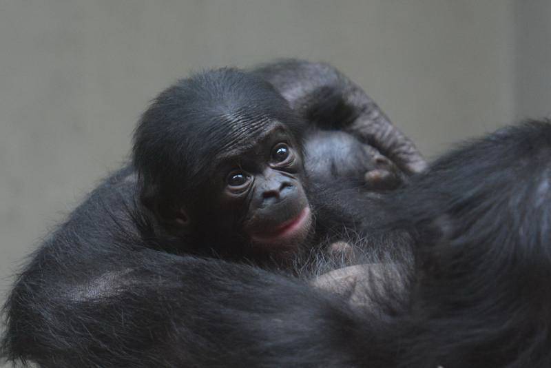  Das Bonobo-Jungtier. 