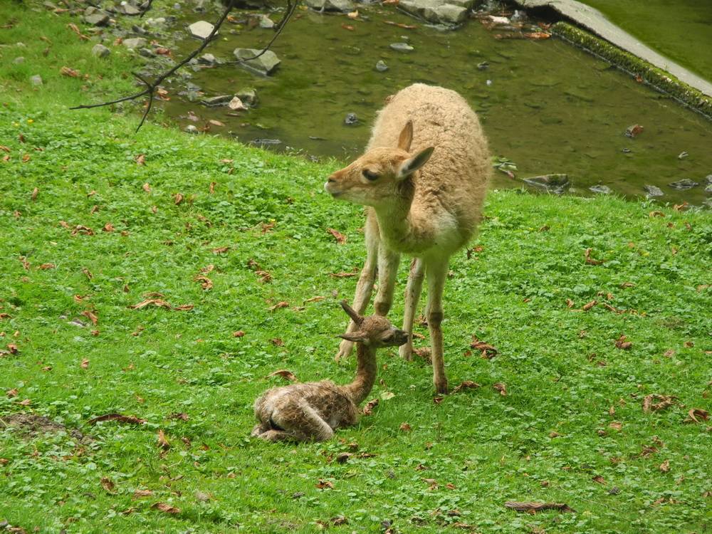  Hier hatte es das Jungtier noch nocht geschafft aufzustehen. 