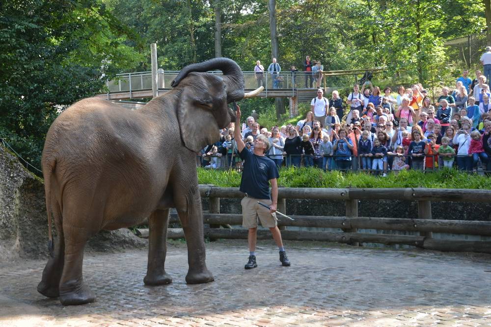 Alles rund um die Elefanten