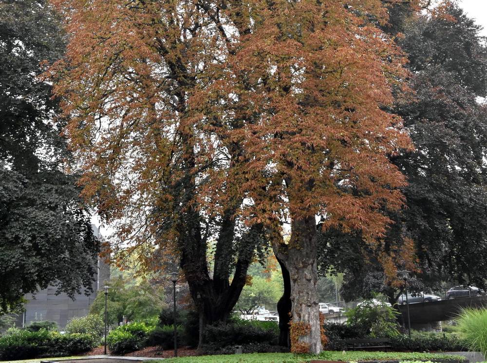  Eine der kranken Kastanien. 