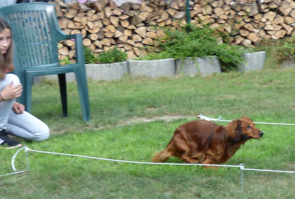  Frauchen und das Tier haben das Ziel klar vor Augen ... 