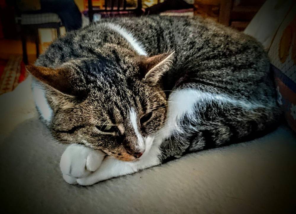 Wir sagen Miau - danke für die Katzenbilder!