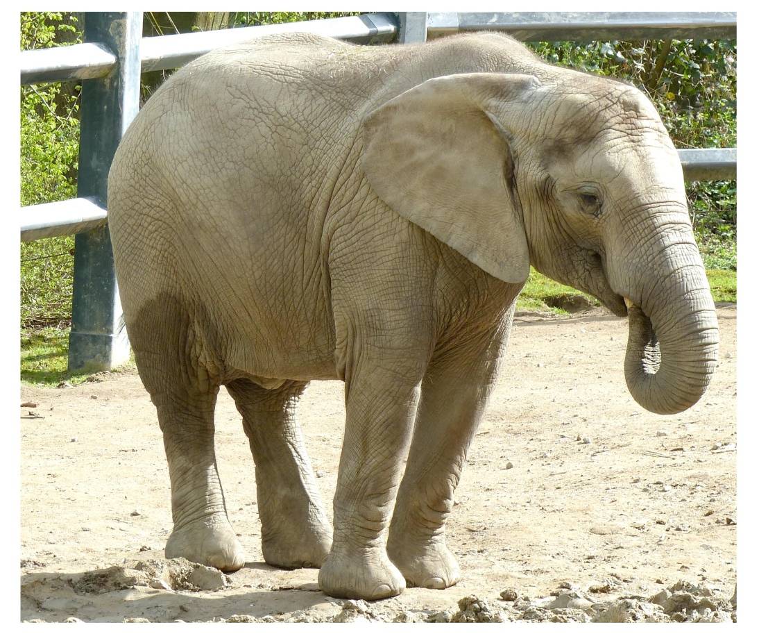 "Tika": 2.000 Kilo in zehn Jahren