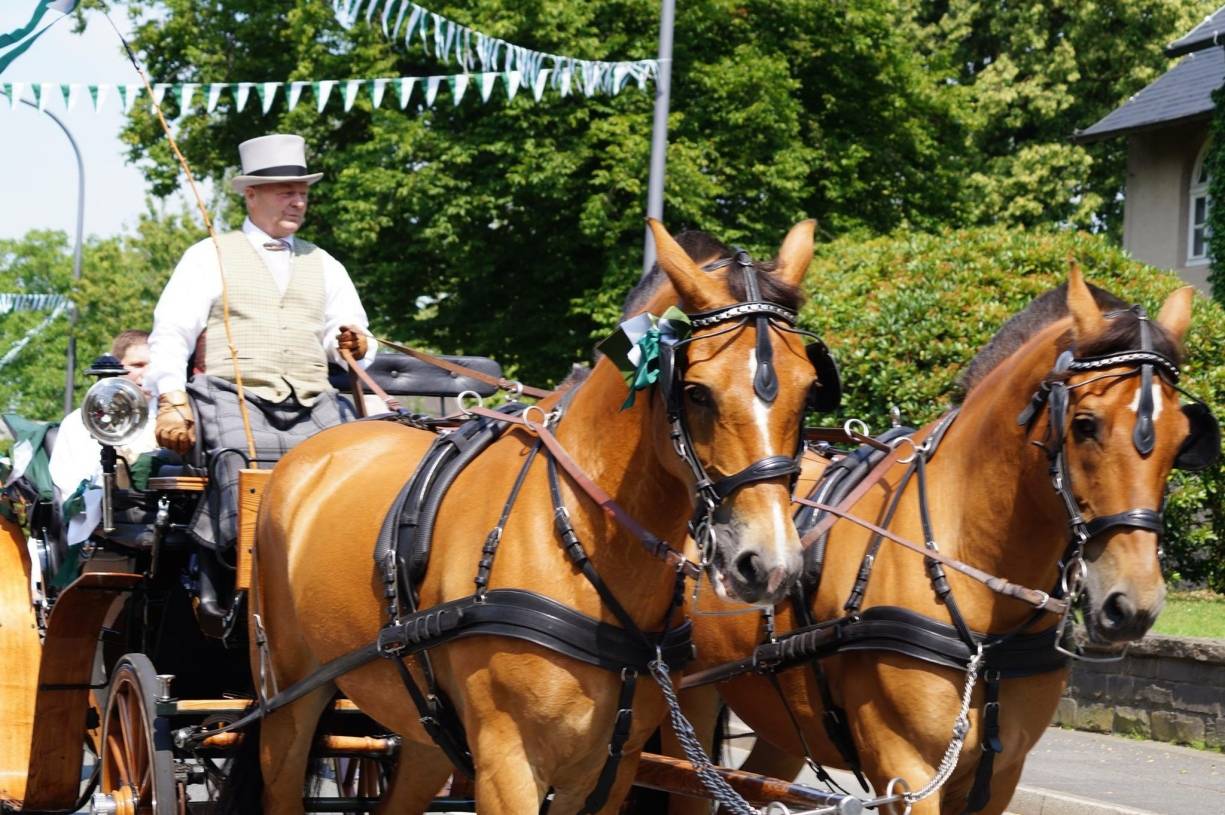 Tierisches Taxi für Kinder