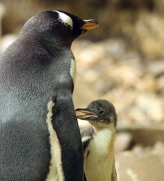  Das Eselspinguin-Küken. 