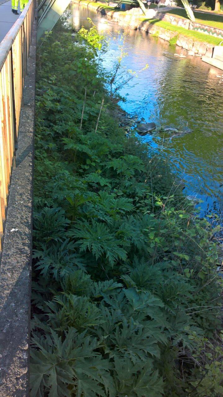 Kampf gegen den Bärenklau