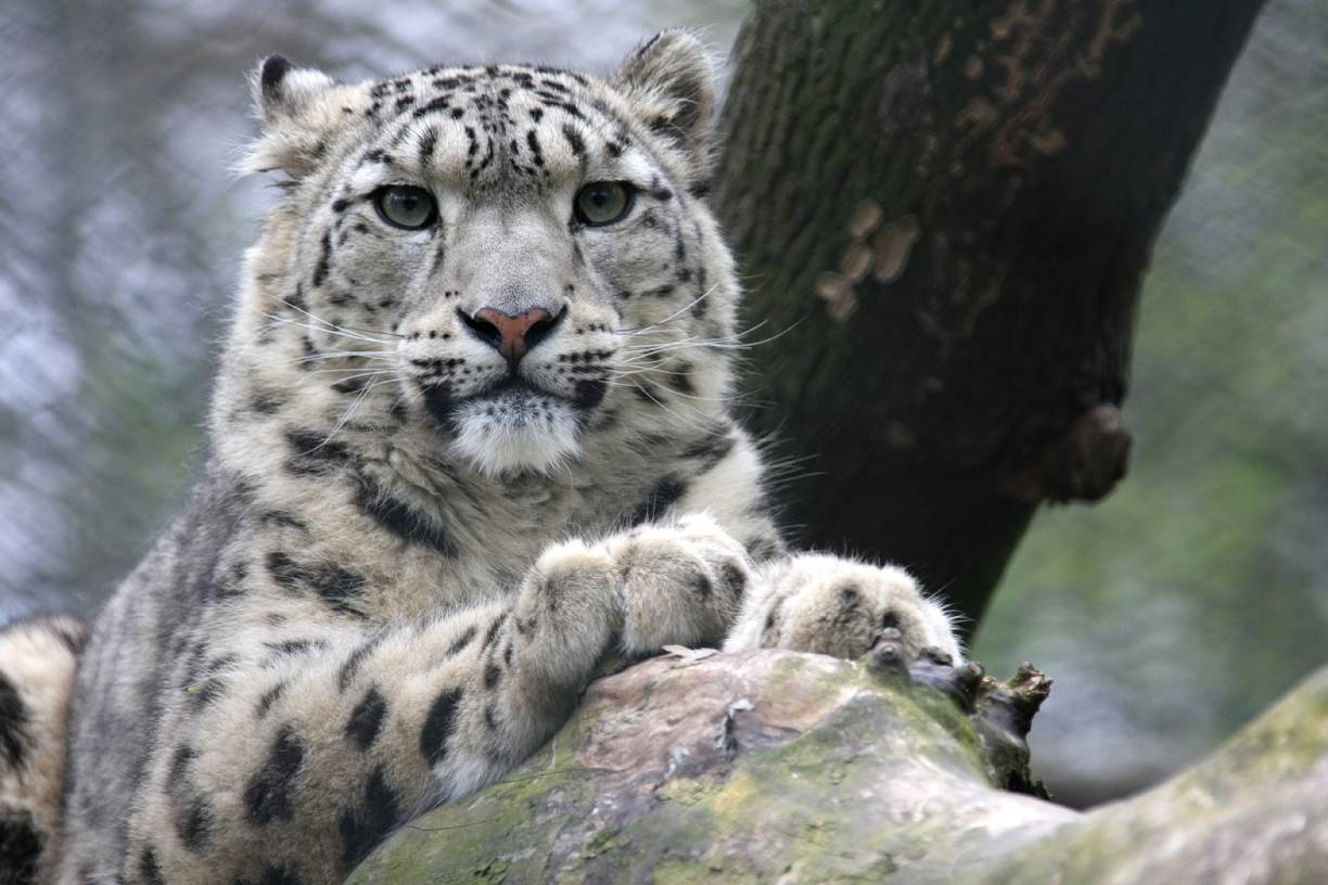 Neues Zuhause für die Schneeleoparden