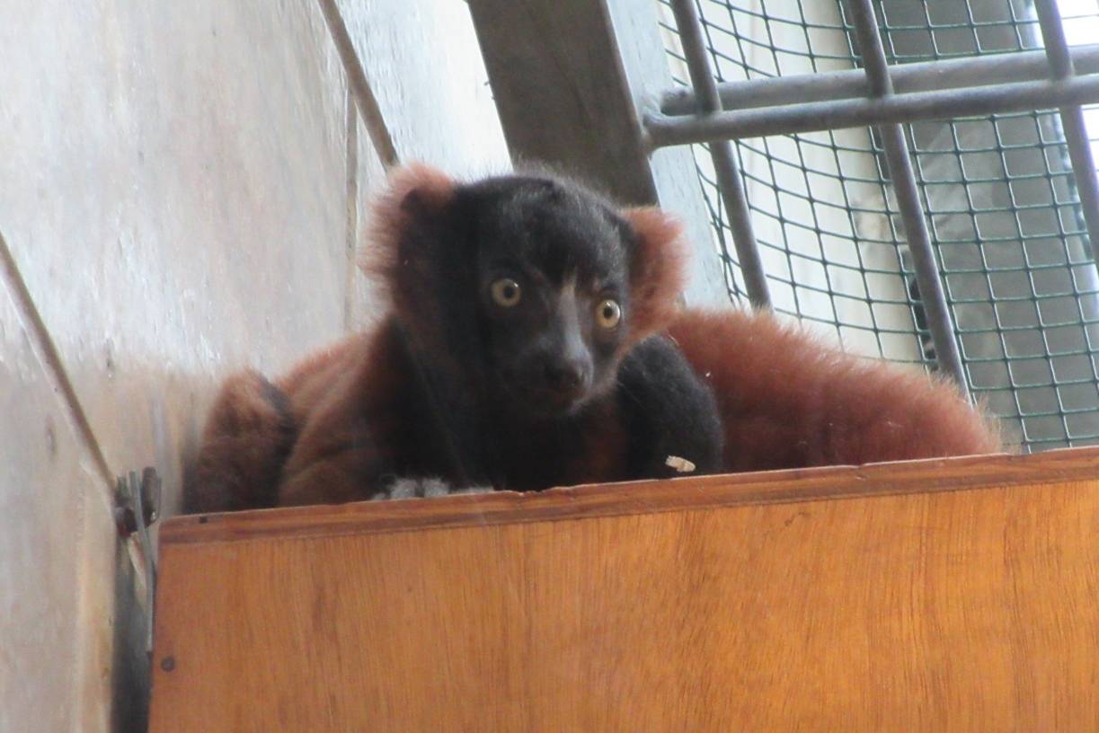  Im April kam das ungtier auf die Welt. Nun können die Besucher den Nachwuchs der Roten Varis bestaunen. 