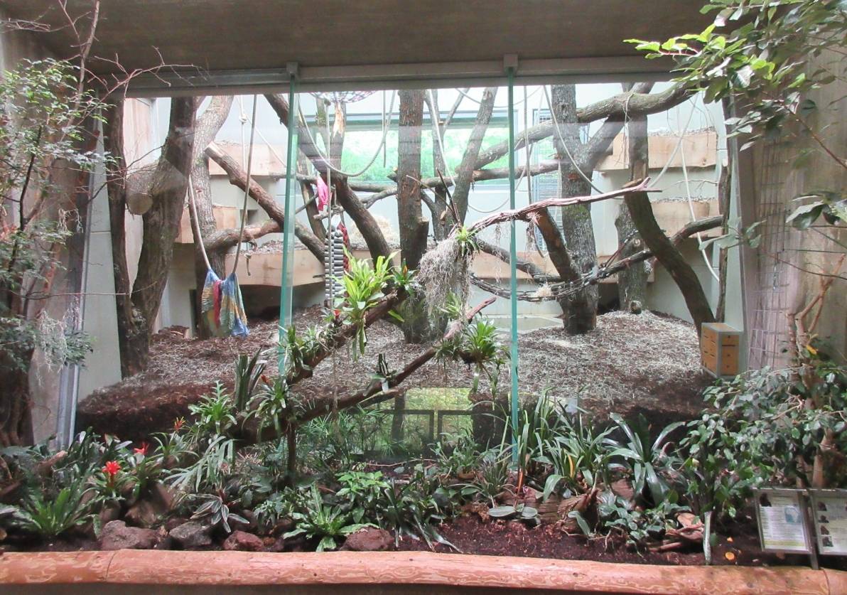  Durch die Neugestaltung haben die Bonobos neue Klettermöglichkeiten erhalten. 