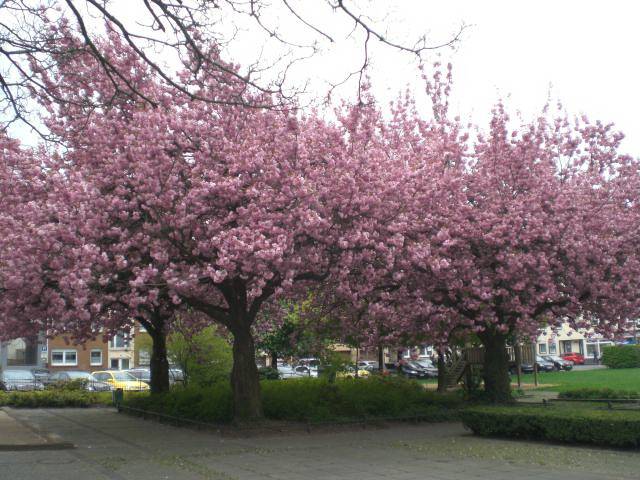 Traumhafte Blütenpracht im Heckinghauser...